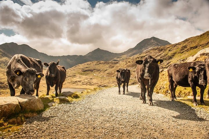 5-Day Discover Wales Small-Group Tour from London photo highlight 7